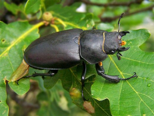 NAgy szarvasbogár nösténye