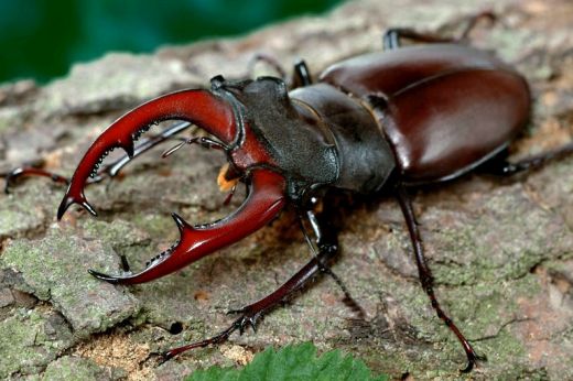 Nagy szarvasbogár hímje