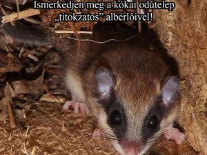 Pele