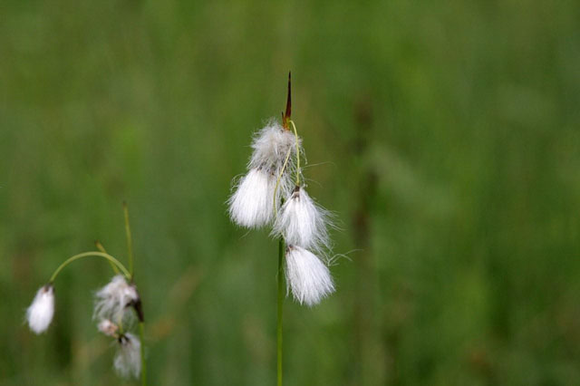 Gyapjusas