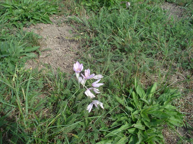 Kikerics_2011_29