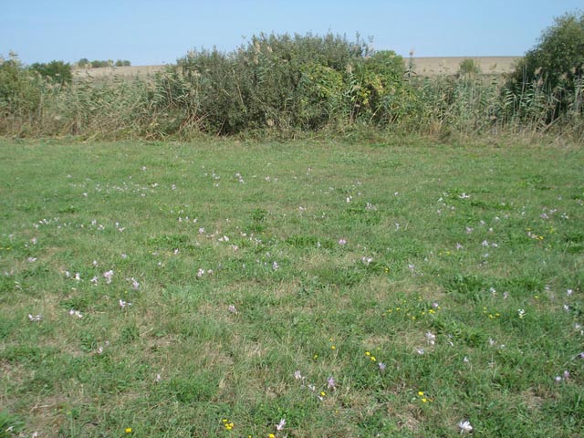 Kikerics_2011_31