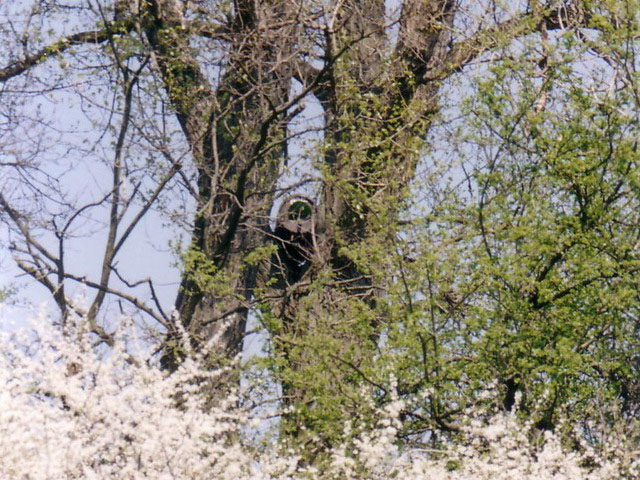 Bagolyodu_Koka_Malomarok