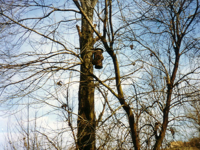 D_tipusu_ronkodu_1984.