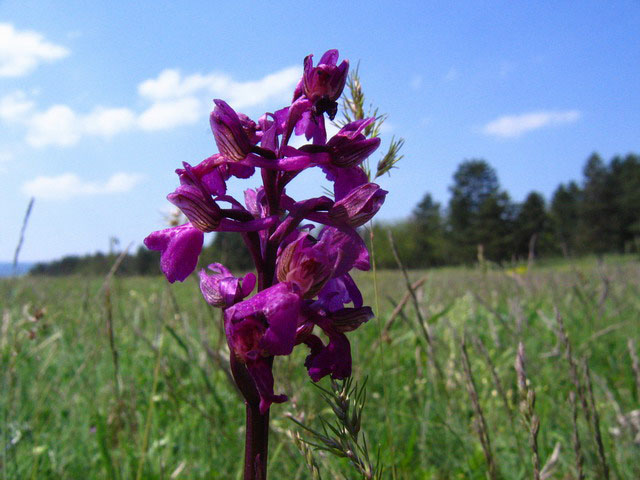 08_Agarkosbor