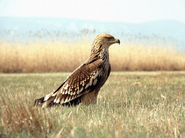 200_Fiatal_parlagi_sas