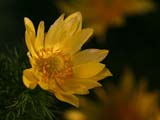 07_Tavaszi_herics