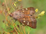 12_Nagy_szikibagoly
